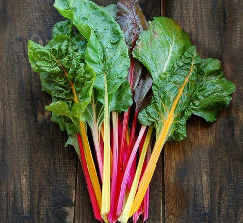 Chard Mangold Rainbow